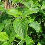 Ruellia prostrata Leaf