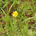 Ranunculus californicus Alkat (teljes növény)