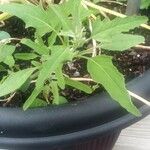 Chenopodium ficifolium Blad