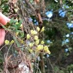 Bursaria spinosa Frutto