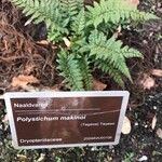 Polystichum makinoi Yaprak