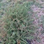 Salsola soda Hábito