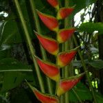 Heliconia bihai Λουλούδι