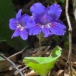 Streptocarpus primulifolius Flor