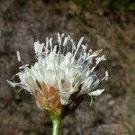 Cephalaria leucanthaFlor