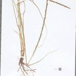 Sporobolus fertilis Leaf