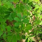 Cassia obtusifolia Leaf