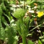 Eryngium yuccifolium Blüte