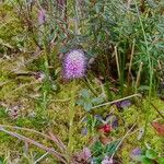 Helonias bullata Blüte