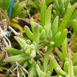 Delosperma cooperi Leaf