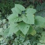 Catalpa speciosaFeuille