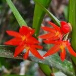 Scaphyglottis imbricata Flower