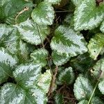 Lamium galeobdolonFrunză