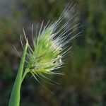 Cynosurus echinatus Blüte