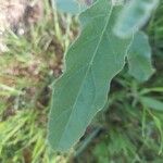 Solanum elaeagnifolium Leaf