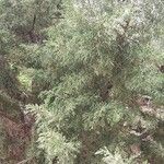 Juniperus turbinata Habit