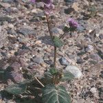 Phacelia calthifolia Habitatea