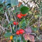 Cotoneaster simonsii Vaisius