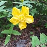 Hypericum hookerianum Flower