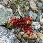 Sedum atratum Leaf