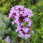 Verbena brasiliensis Blomma