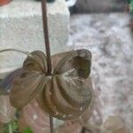 Pseuderanthemum alatum Hoja