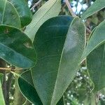 Ligustrum lucidumLeaf