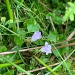 Wahlenbergia hederacea Flower