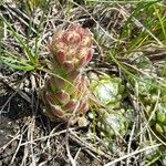 Sempervivum arachnoideum পাতা