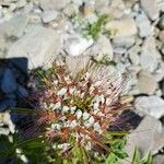 Cleome dodecandra Flor