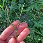 Panicum repens Blad