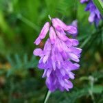 Vicia cracca Flors