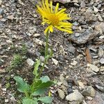 Doronicum glaciale Habit