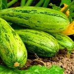 Cucurbita pepo ഫലം