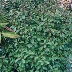 Photinia fraseri عادت داشتن