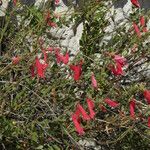 Penstemon baccharifolius Vekstform