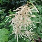 Aruncus dioicusFlower