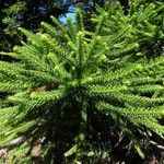 Araucaria luxurians ᱛᱟᱦᱮᱸ