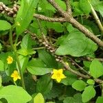 Lysimachia nemorum L., Hain-GilbweiderichFlor