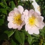 Rosa corymbifera Kvet