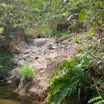 Osmunda regalis Habitat