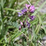 Oxytropis lapponica Flower