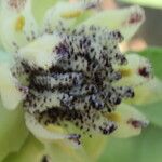 Austrobaileya scandens Flower