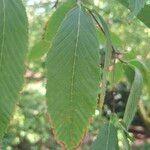 Acer carpinifolium Likasa
