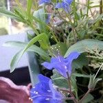 Phacelia campanularia Λουλούδι