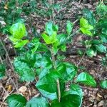Randia aculeata Leaf