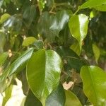 Ficus retusa 葉