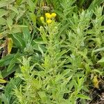 Helichrysum cooperi फूल