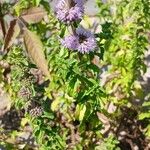 Mentha pulegium Leaf