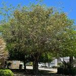 Picrodendron baccatum Hábito